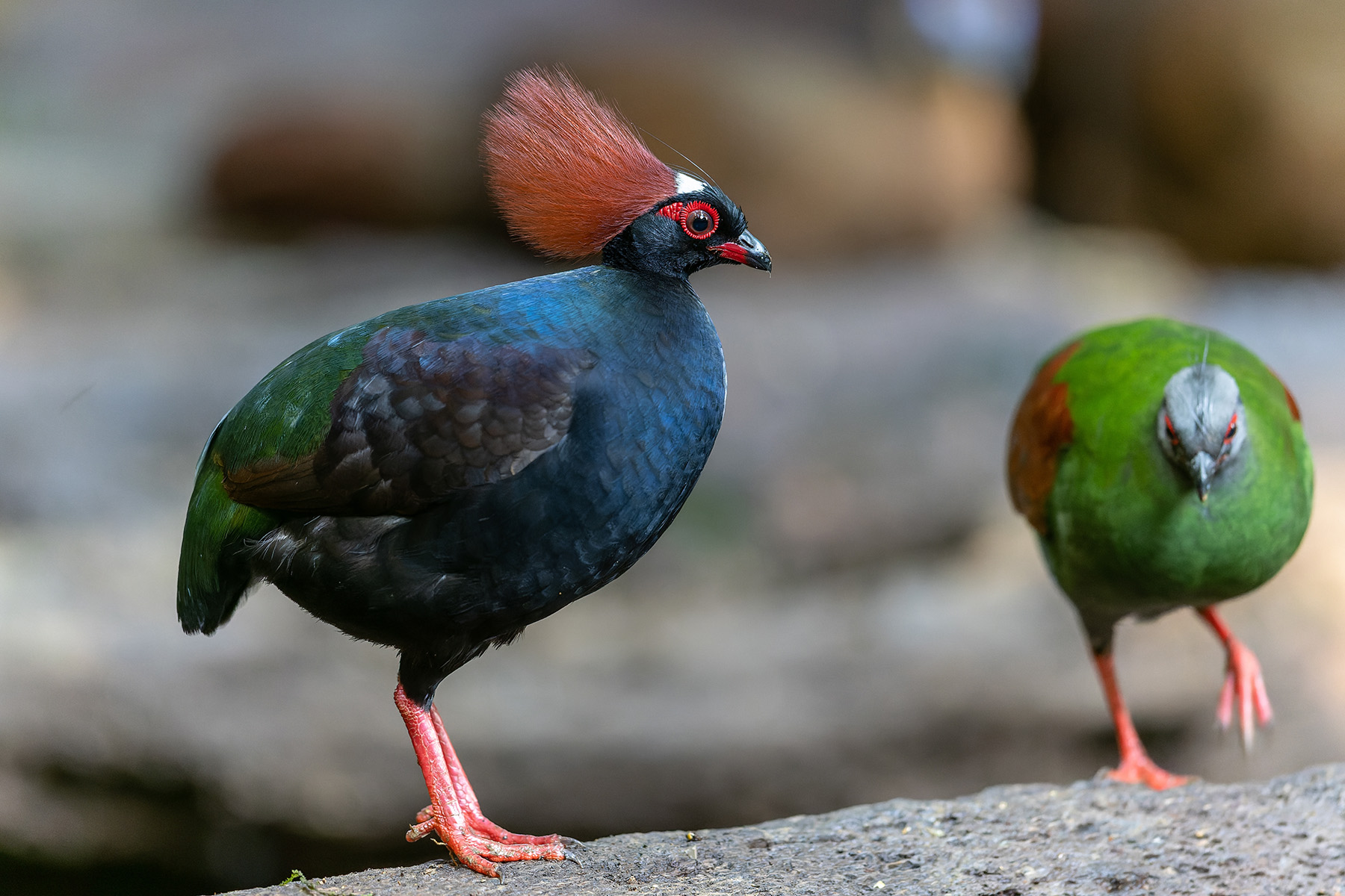 ロッド PARTRIDGE Crested wood partridge | Oregon Zoo